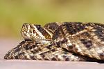 Rattlesnake, on my driveway!