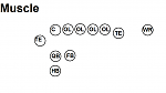 Muscle- The formation. Relies...