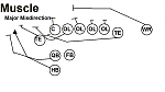 Muscle  Major Misdirection-...