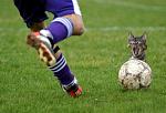funny cat soccer problem crop...