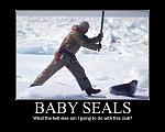 baby seals