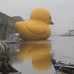 giant rubber duck