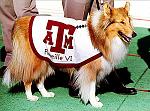 Reveille, Texas A&M Mascot